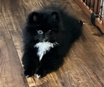 Small Photo #2 Pomeranian Puppy For Sale in ANAHEIM HILLS, CA, USA