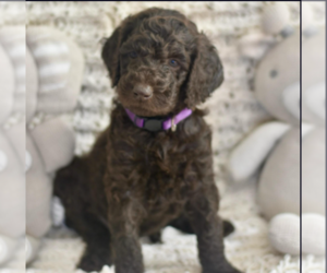 Medium Labradoodle mix (+ Poodle Standard)