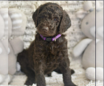 Puppy Purpple Labradoodle mix (+ Poodle Standard)