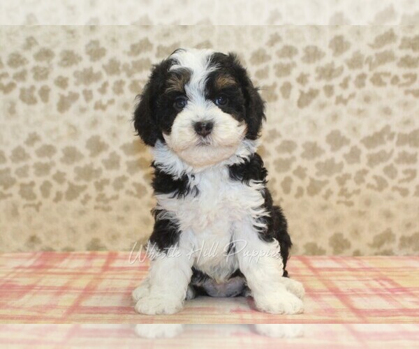 Medium Photo #3 Miniature Bernedoodle Puppy For Sale in DENVER, PA, USA
