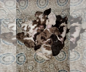 Aussiedoodle Puppy for sale in WINCHESTER, VA, USA