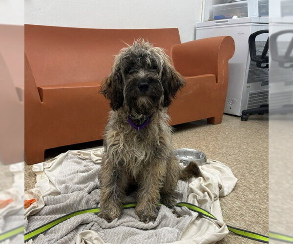 Medium Photo #1 Unknown-Wheaten Terrier Mix Puppy For Sale in Boston, MA, USA