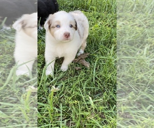 Australian Shepherd Puppy for Sale in MUNFORDVILLE, Kentucky USA