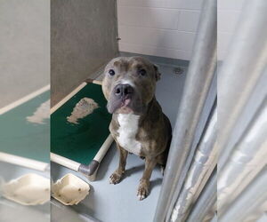 Medium American Pit Bull Terrier Mix