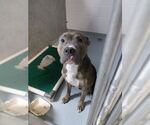 Small American Pit Bull Terrier Mix