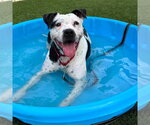 Robyn - Female Mutt Dog for Adoption - Small photo