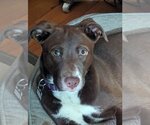 Small Photo #1 Labrador Retriever-Unknown Mix Puppy For Sale in Boston, MA, USA