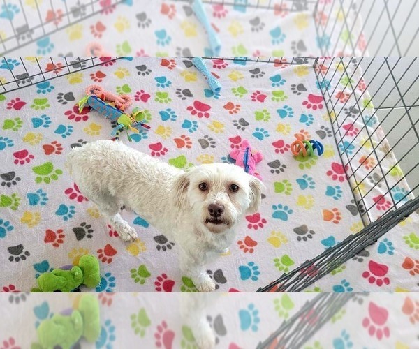 Medium Photo #9 Havanese Puppy For Sale in ORO VALLEY, AZ, USA