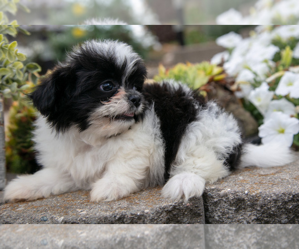 Medium Photo #3 Shiranian Puppy For Sale in MIDDLEBURY, IN, USA