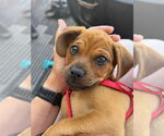 Small #2 Pug Mix