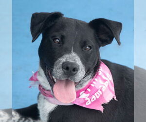 Lab-Pointer Dogs for adoption in Pasadena, CA, USA