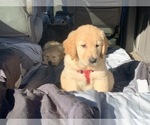 Small Photo #18 Golden Retriever Puppy For Sale in MERCED, CA, USA