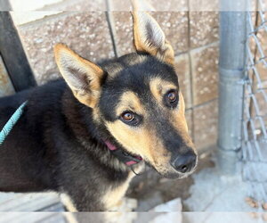 Gerberian Shepsky Dogs for adoption in Tulsa, OK, USA