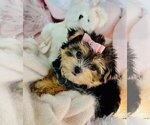 Small #4 Morkie