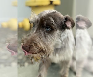 Father of the Schnauzer (Miniature) puppies born on 12/15/2024