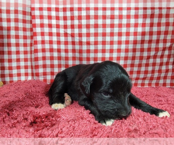 Medium Photo #70 Golden Mountain Dog Puppy For Sale in BLACK FOREST, CO, USA
