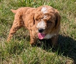 Small #4 Goldendoodle (Miniature)