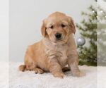 Small #2 Golden Retriever