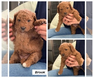 Goldendoodle Puppy for sale in CO BLUFFS, IA, USA