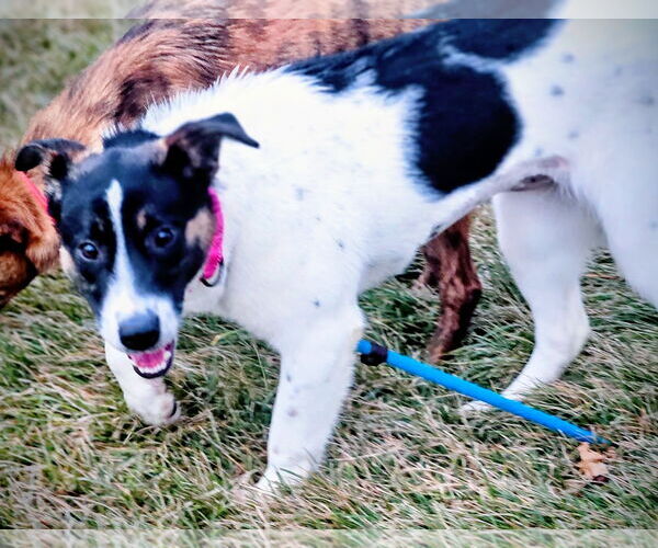Medium Photo #1 Australian Shepherd-Unknown Mix Puppy For Sale in Salt Lake City, UT, USA