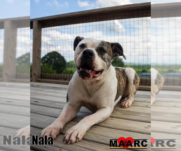 Medium Photo #2 Bulloxer Puppy For Sale in Maryville, TN, USA