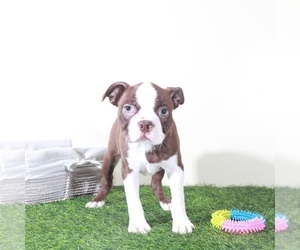 Boston Terrier Puppy for Sale in MOUNT VERNON, Ohio USA