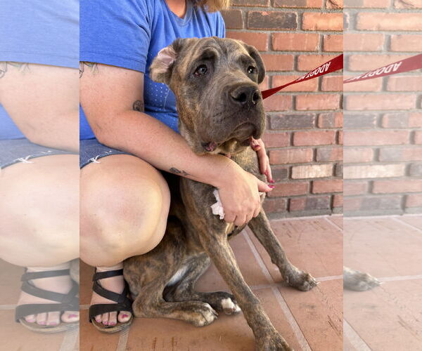 Medium Photo #8 Mutt Puppy For Sale in Goodyear, AZ, USA