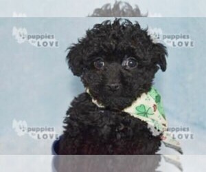 Poodle (Toy) Puppy for sale in SANGER, TX, USA