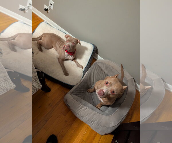 Medium Photo #3 Mutt Puppy For Sale in Crete, IL, USA