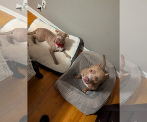 Rori - Female Mutt Dog for Adoption - Photo #3