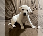 Small Photo #3 Labrador Retriever Puppy For Sale in Tekonsha, MI, USA