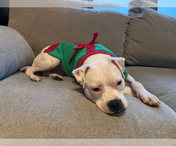 Medium Photo #9 Mutt Puppy For Sale in Plainfield, IL, USA