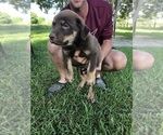 Small Photo #2 Labrottie-Unknown Mix Puppy For Sale in PORT LAVACA, TX, USA