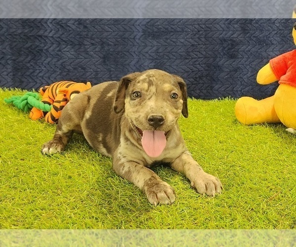 Medium Photo #6 Catahoula Leopard Dog Puppy For Sale in CUMBY, TX, USA