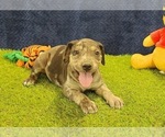 Small #5 Catahoula Leopard Dog