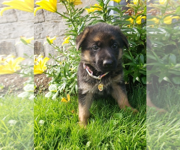 Medium Photo #2 German Shepherd Dog Puppy For Sale in MILLERSTOWN, PA, USA