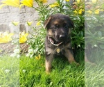 Small #1 German Shepherd Dog