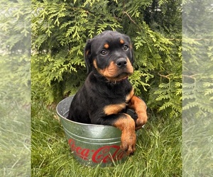 Rottweiler Puppy for sale in MIDDLEBURY, IN, USA