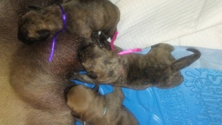 Mastiff-Presa Canario Mix Puppy for sale in WEST POINT, GA, USA