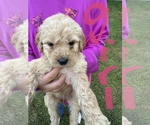 Goldendoodle Puppy for sale in WILMONT, MN, USA