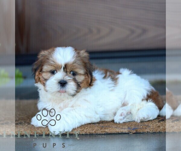 Medium Photo #5 Shih Tzu Puppy For Sale in MORGANTOWN, PA, USA