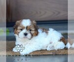 Small #4 Shih Tzu