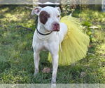 Small #3 American Pit Bull Terrier