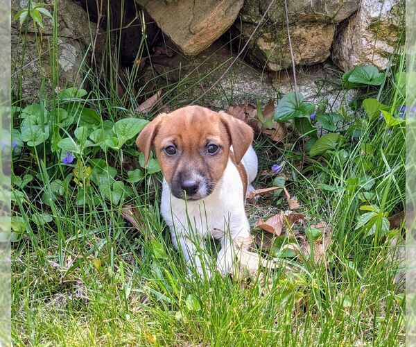 Medium Photo #1 Jack Russell Terrier Puppy For Sale in SANDOWN, NH, USA