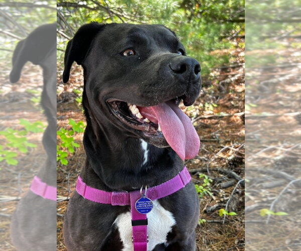 Medium Photo #26 American Staffordshire Terrier-Labrador Retriever Mix Puppy For Sale in Sayreville, NJ, NJ, USA