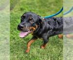 Small Rottweiler