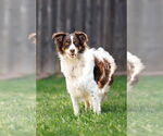 Small #2 Border-Aussie