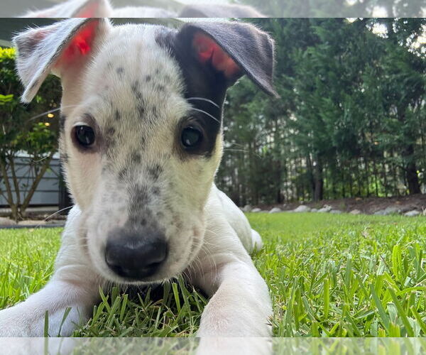 Medium Photo #3 American Pit Bull Terrier-Unknown Mix Puppy For Sale in Raleigh, NC, USA