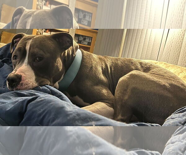 Medium Photo #7 Bull Terrier-Bulldog Mix Puppy For Sale in St. Louis Park, MN, USA