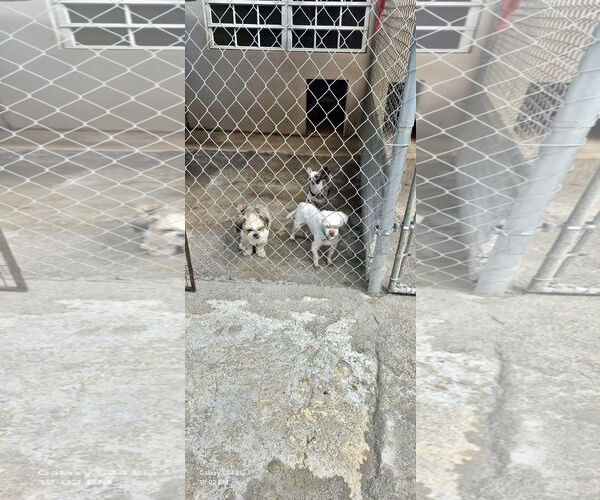 Medium Photo #6 Shih Apso Puppy For Sale in Virginia Beach, VA, USA